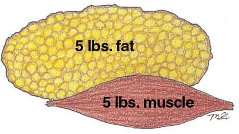 Η “σύσταση” της απώλειας βάρους: η συμμετοχή της λιπώδους και μυϊκής μάζας σώματος